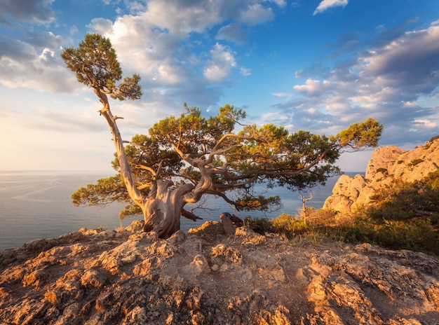 Bello vecchio albero che cresce dalla roccia