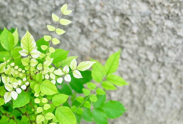 Bello verde con le foglie bianche su una pianta