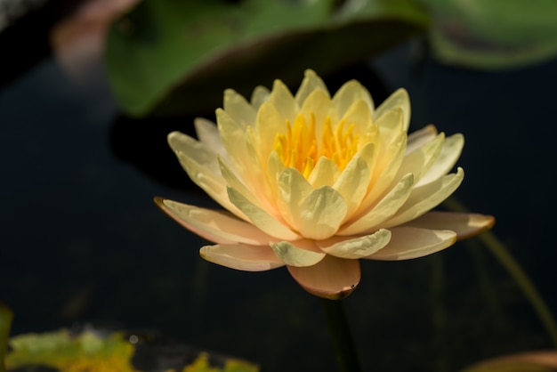 Bello waterlily o fiore di loto in stagno.