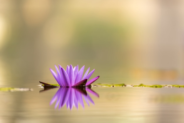 Bello waterlily o fiore di loto in stagno.