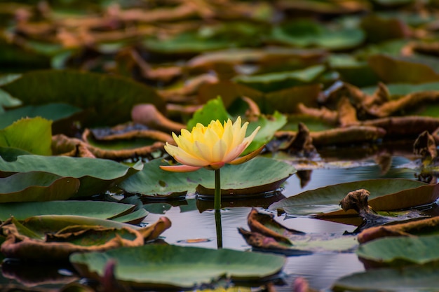 Bello waterlily o fiore di loto in stagno.