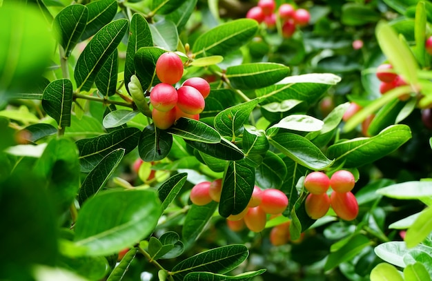 BengalRibes Carandasplum Karanda Carissa carandas L È un frutto con elevate proprietà medicinali