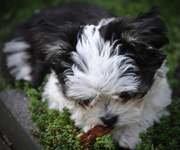 Foto benjy, cucciolo.