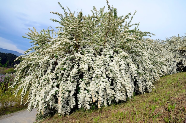 Berberis thunbergii 'Atropurpurea Nana', una pianta originaria della Cina orientale e del Giappone