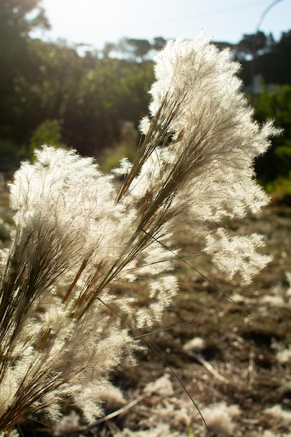 Berceo Stipa gigantea una pianta selvatica che si trova nella foresta pluviale brasiliana con piccole foglie bianche