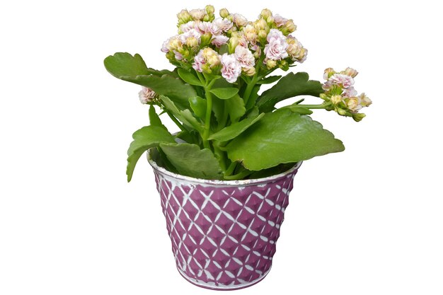 Bergenia crassifolia fiore Fiore colorato in vaso viola e bianco