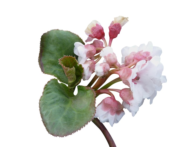 Bergenia ligulata Paashaanbhed Prashanbheda Masso Pansari è la medicina tradizionale indiana ayurvedica