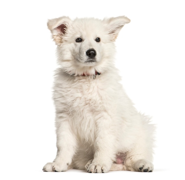 Berger Blanc Suisse, 3 mesi, seduto di fronte a uno sfondo bianco