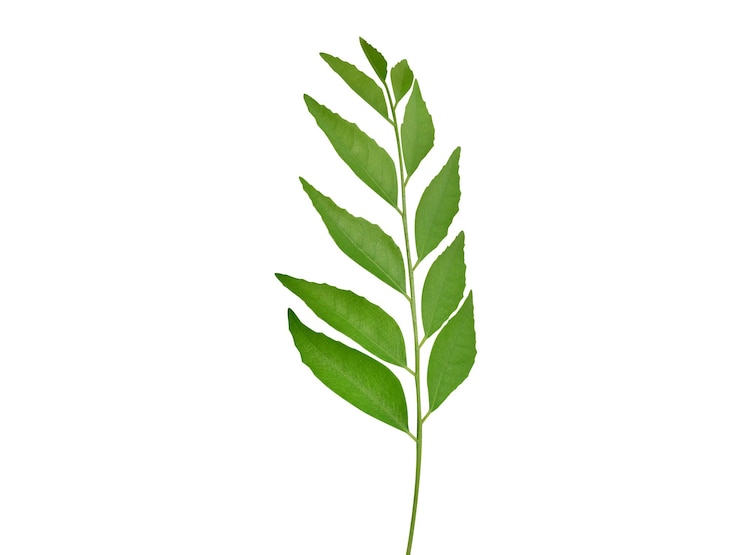 Photo bergera koenigii or curry tree leaves on white background