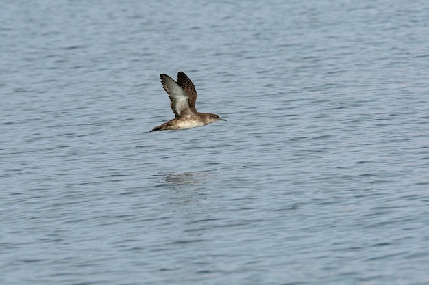 Berta delle Baleari Puffinus mauretanicus Malaga Spagna