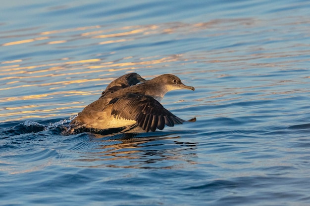 Berta delle Baleari Puffinus mauretanicus Malaga Spagna