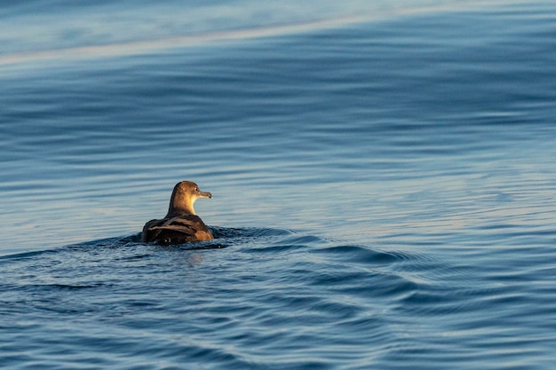 Berta delle Baleari Puffinus mauretanicus Malaga Spagna