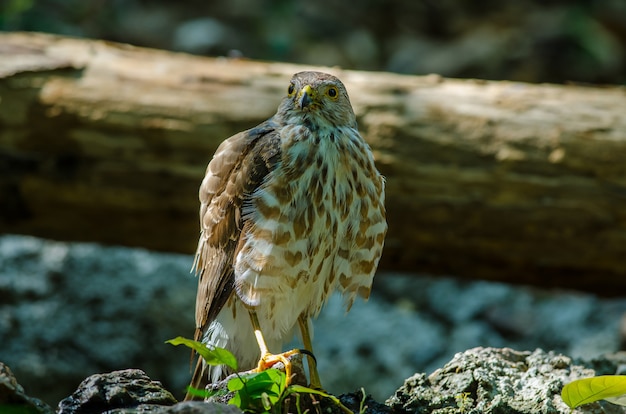 Besra Sparrowhawk (Accipiter virgatus fuscipectus)