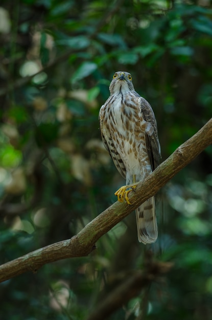 Besra Sparrowhawk (Accipiter virgatus fuscipectus)