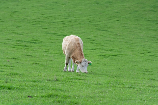 Bestiame a piedi nei prati verdi scozzesi bellissimo paesaggio rurale