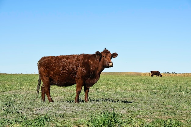 Bestiame al pascolo nella campagna della pampa La Pampa Argentina