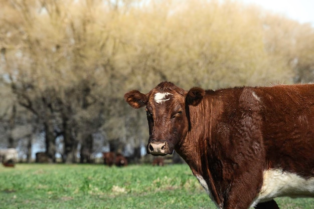 Bestiame al pascolo nella campagna della pampa La Pampa Argentina