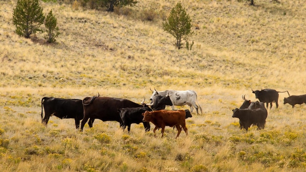 Bestiame all'aperto in Colorado.