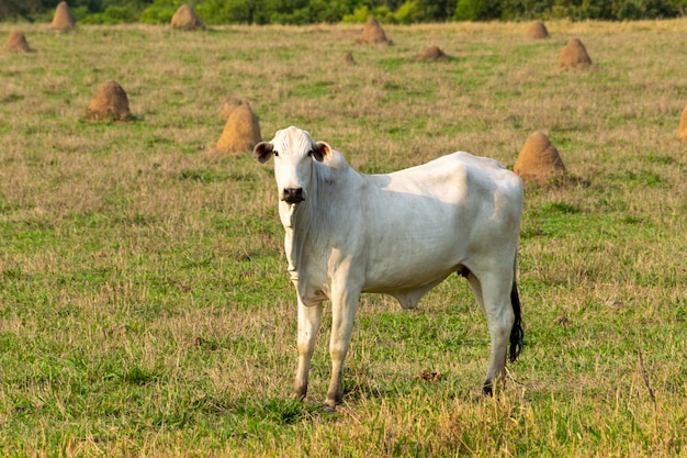 Bestiame Bianco Nelore al pascolo