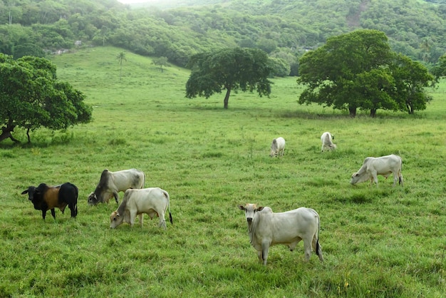 Bestiame Bovini allevati nel campo a Guarabira Paraiba Brasile il 29 maggio 2022