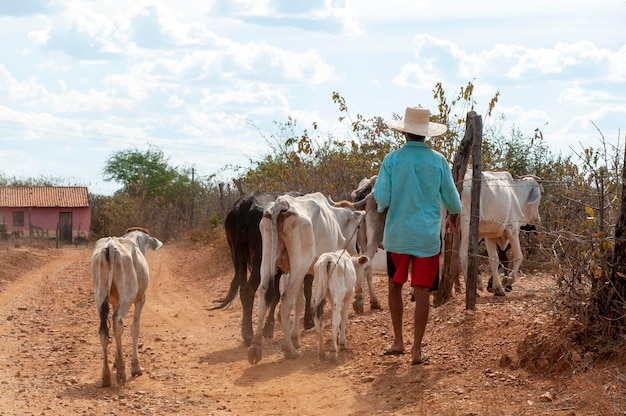 Bestiame Bovini guidati su strada sterrata nella regione semiarida del Brasile nord-orientale