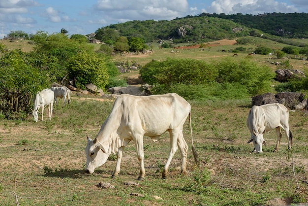 Bestiame Bovini Nellore nell'entroterra della regione nord-orientale di Paraiba del Brasile