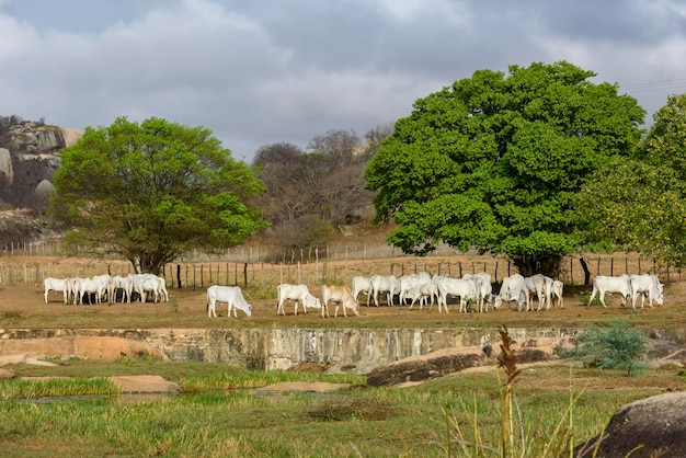 Bestiame Bovini Nellore nell'entroterra della regione nord-orientale di Paraiba del Brasile