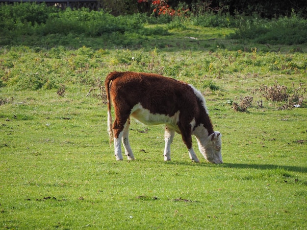 Bestiame dei prati Coe Fen a Cambridge