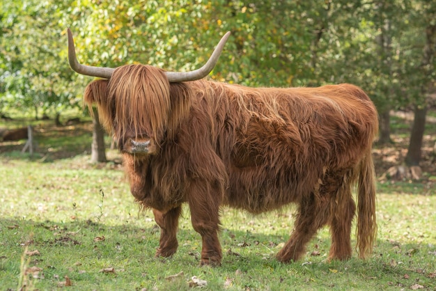 Bestiame dell'altopiano al pascolo all'inizio dell'autunno