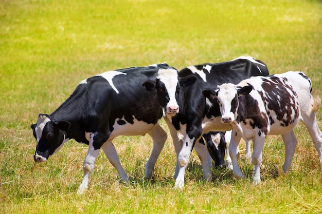 Bestiame della mucca frisona di Menorca che pasce nel prato verde