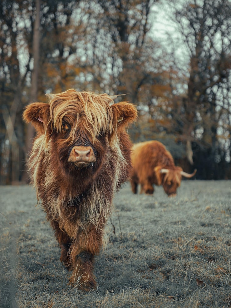 Bestiame delle Highland in un campo in Scozia