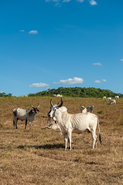 Bestiame di bestiame nel campo in Alagoinha Paraiba Stato Brasile