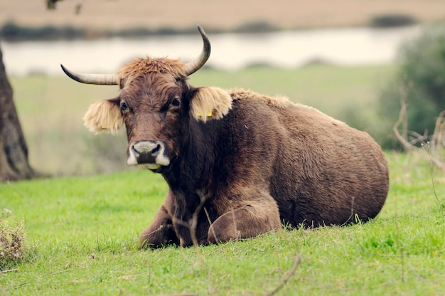 Bestiame di montagna che si rilassa sul campo erboso