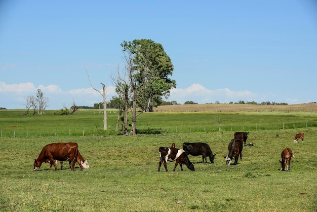 Bestiame in campagna argentinaLa Pampa Provincia Argentina