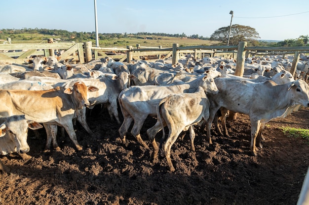 Bestiame in isolamento, buoi, mucche, giornata di sole.