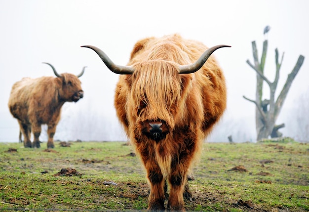 Bestiame in piedi sul campo contro un cielo limpido