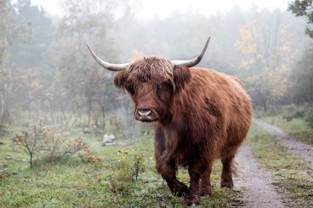 Bestiame in piedi sul campo