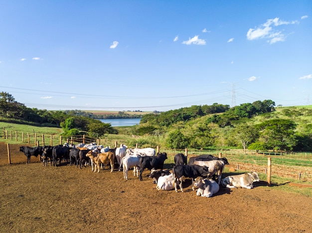 Bestiame in reclusione, buoi, mucche, giornata di sole.
