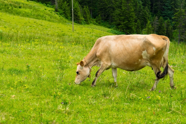 Bestiame in un campo Highland Rize Turchia