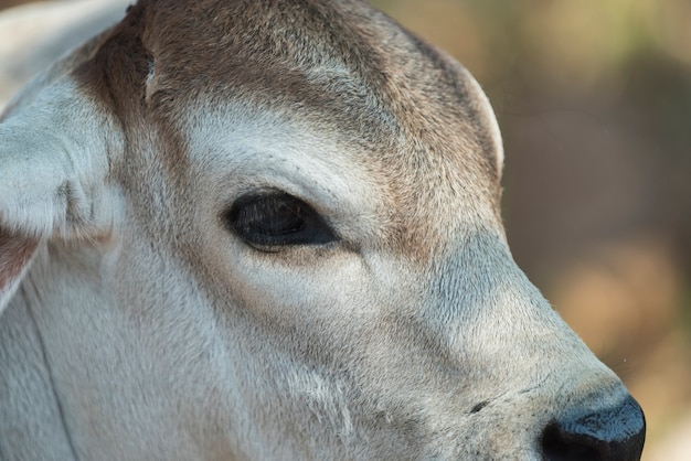 bestiame nel campo dell&#39;azienda agricola, Tailandia