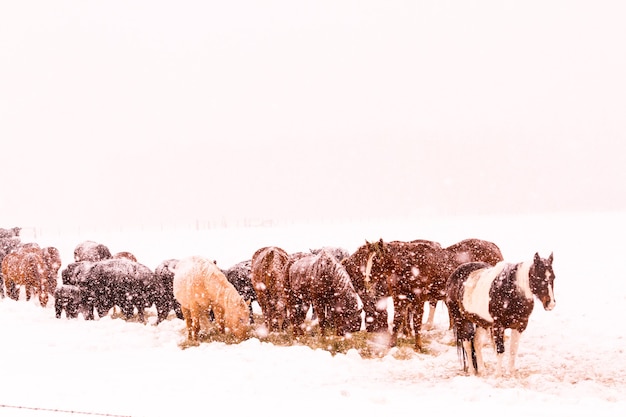 Bestiame nel campo durante la tempesta di neve.