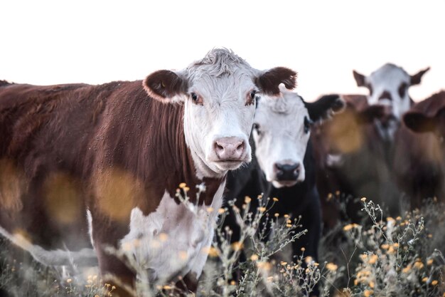 Bestiame nella campagna argentina La Pampa Provincia Patagonia Argentina