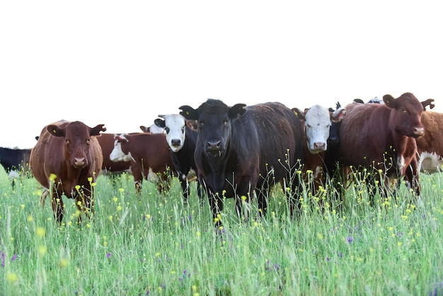 Bestiame nella campagna argentina Pampas Argentina