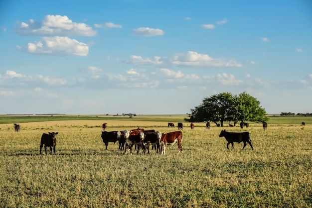 Bestiame nella campagna argentina Provincia di Buenos Aires Argentina