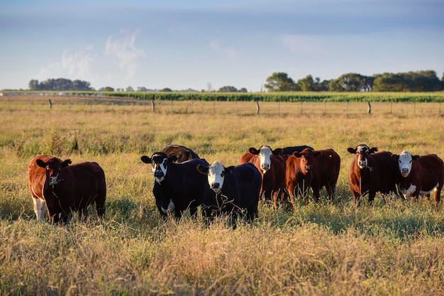 Bestiame nella campagna della pampa La Pampa Argentina