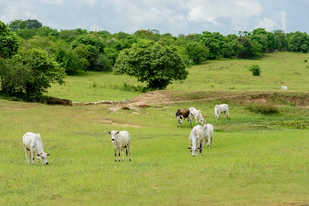 Bestiame Nellore al pascolo a Mari Paraiba Brasile Bestiame