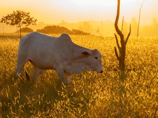 Bestiame Nelore al pascolo a fine giornata con tramonto