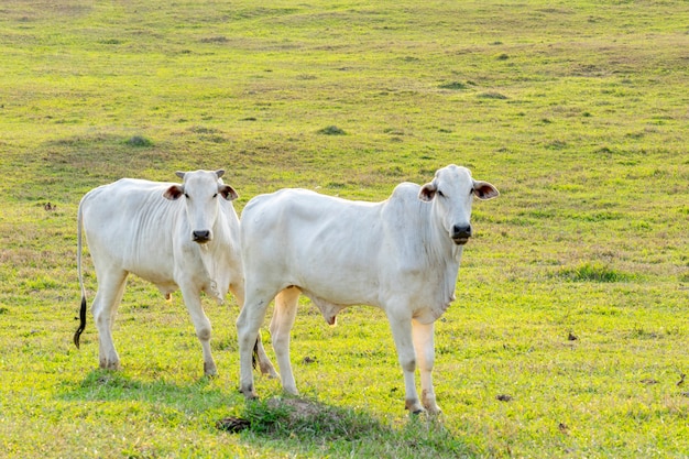 Bestiame Nelore al pascolo dell'azienda