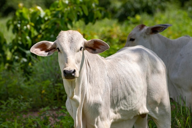 Bestiame Nelore che guarda l'obbiettivo sulla mucca bianca al pascolo