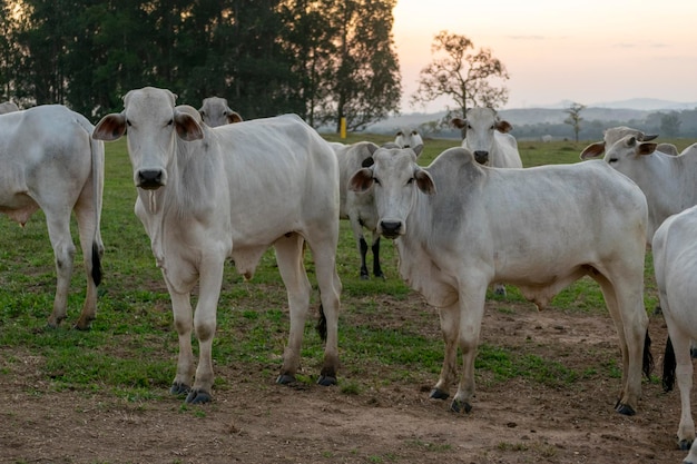 Bestiame Nelore nel pascolo della fattoria